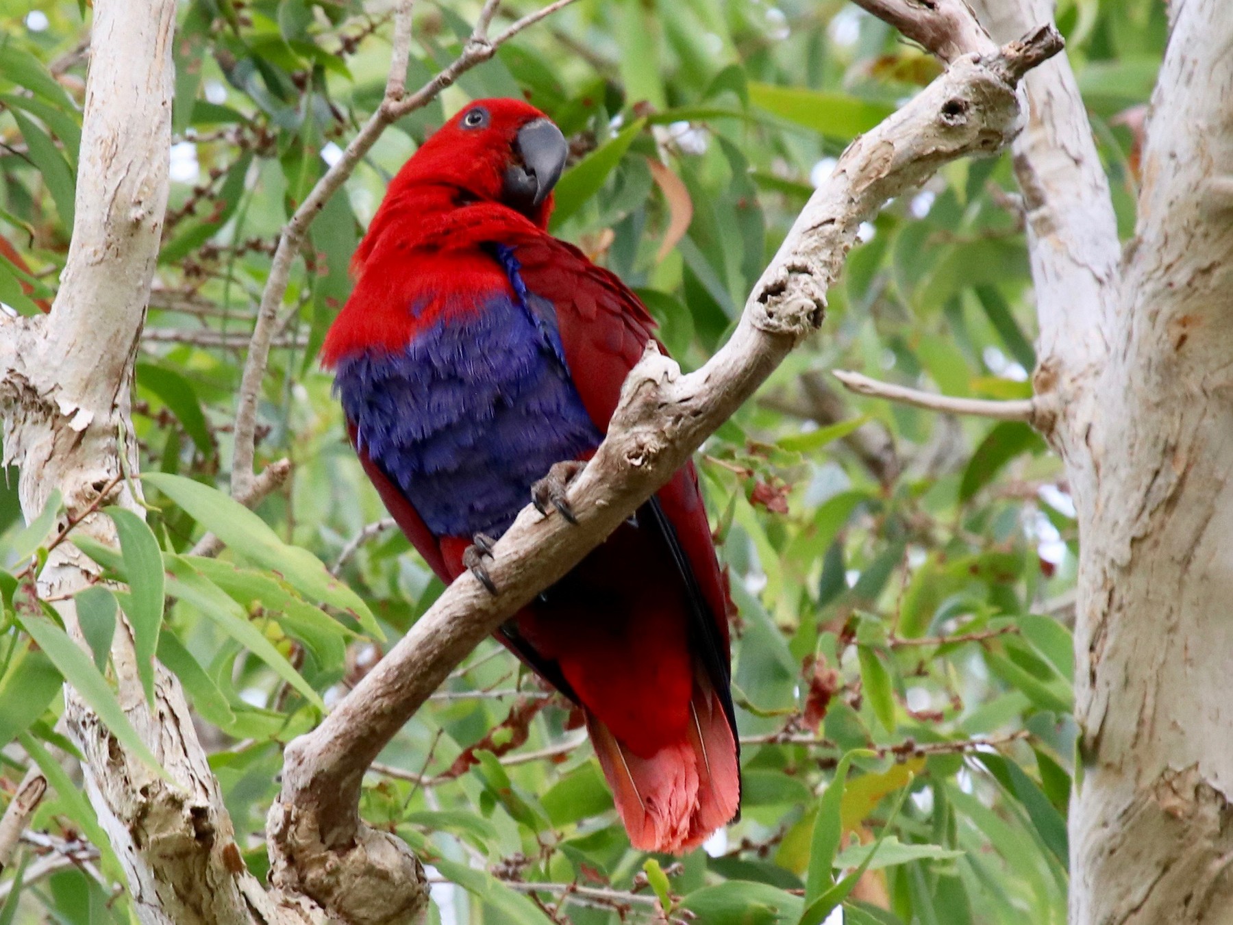 Papuan Eclectus - eBird 