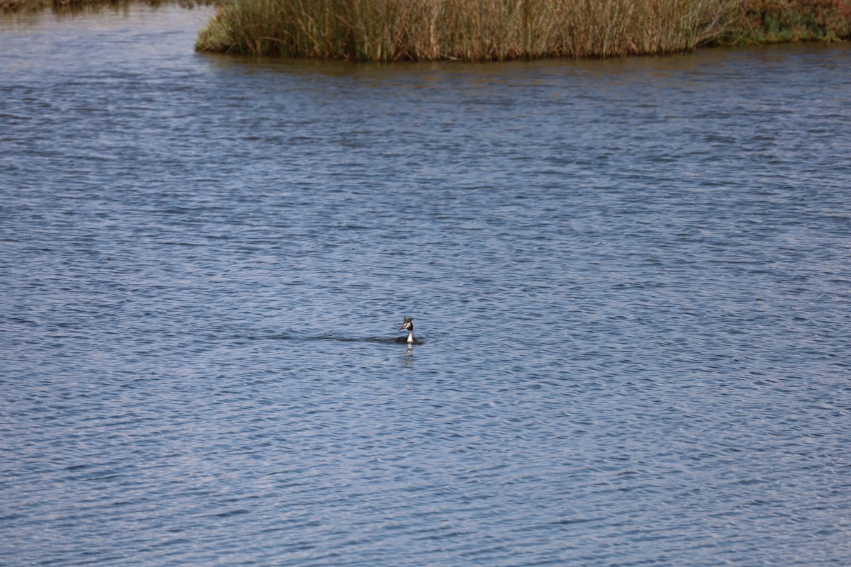 Great Crested Grebe - ML608738359