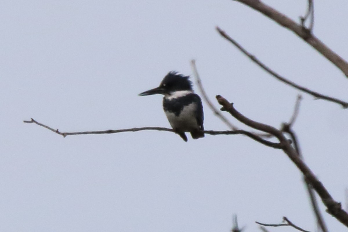 Belted Kingfisher - ML608738694