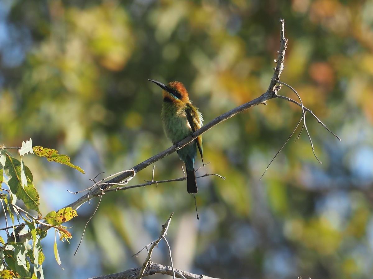 Rainbow Bee-eater - ML608738874