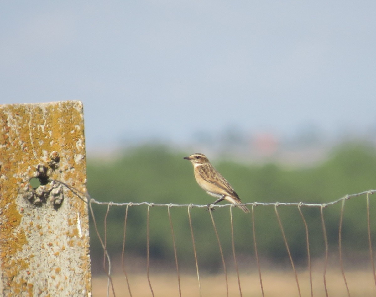 Whinchat - ML608739106