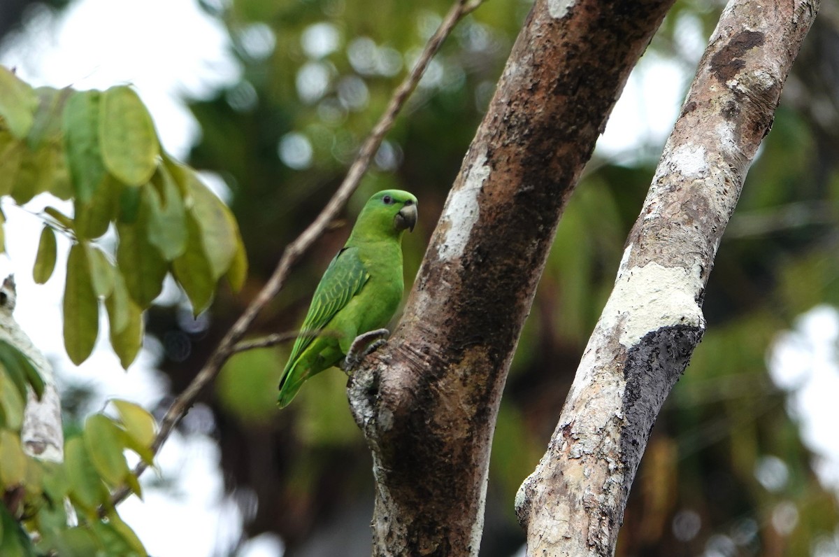 Short-tailed Parrot - Sophia Wong