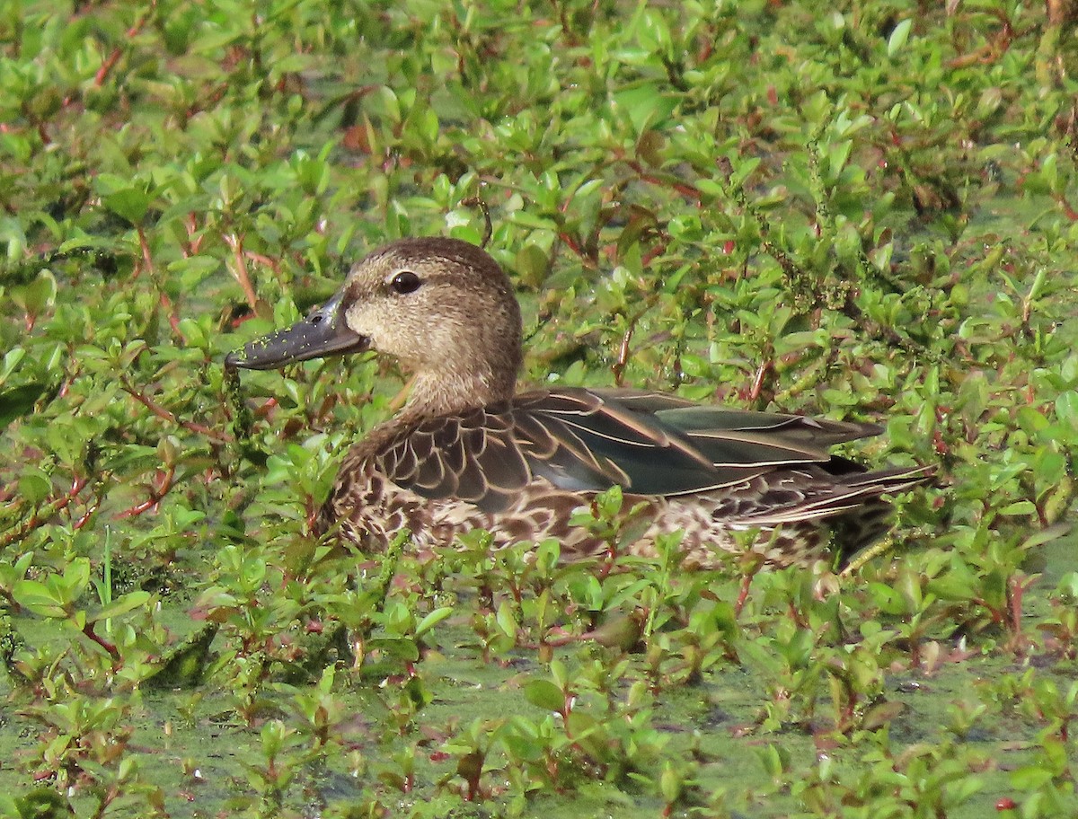 Blue-winged Teal - ML608739648