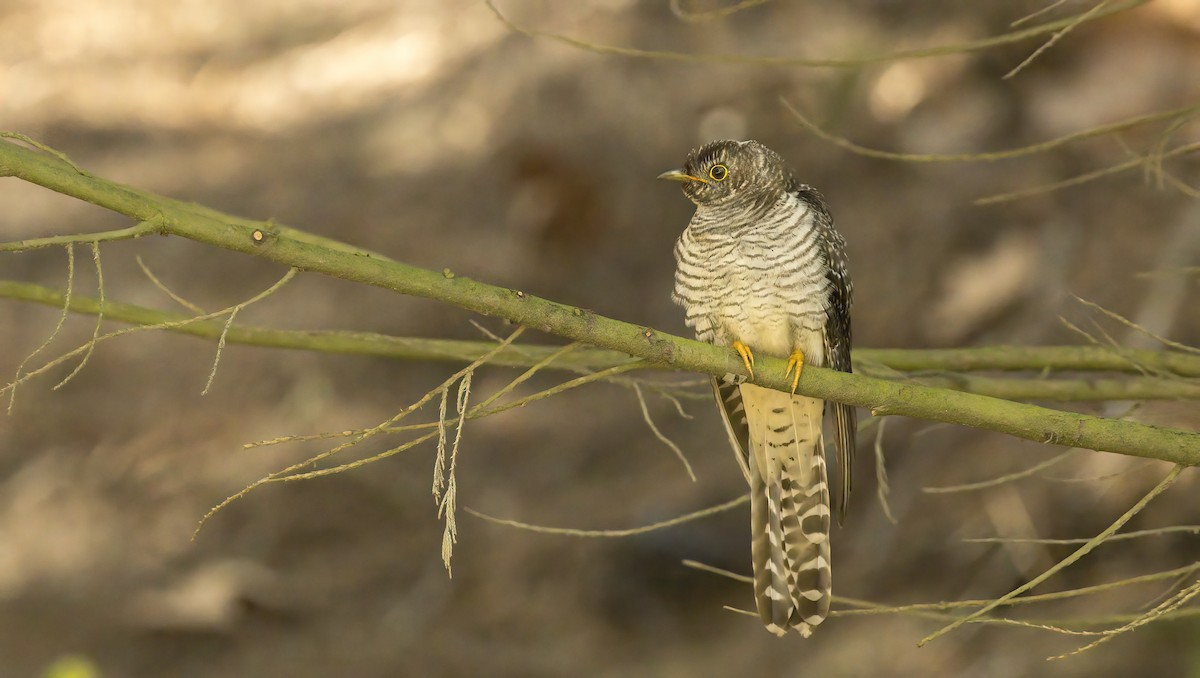 Common Cuckoo - Francisco Pires