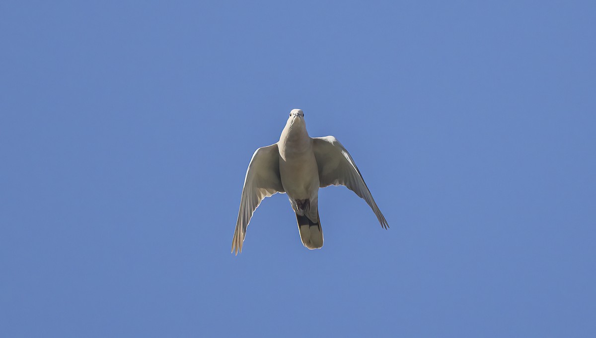 Eurasian Collared-Dove - ML608739769