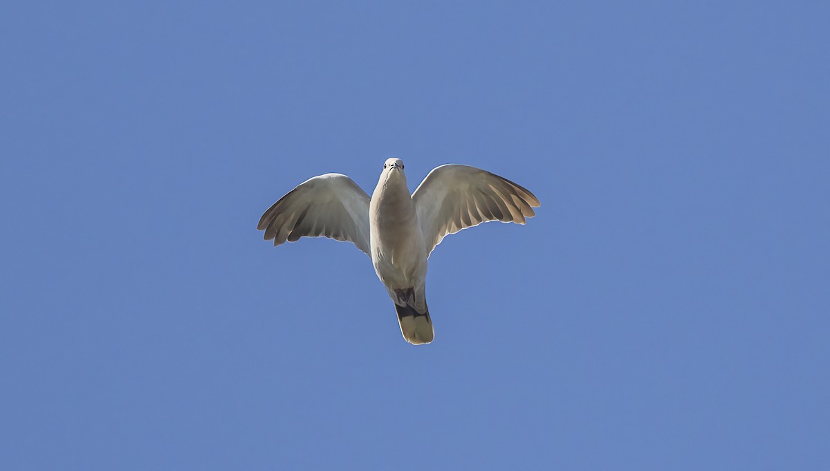 Eurasian Collared-Dove - ML608739770