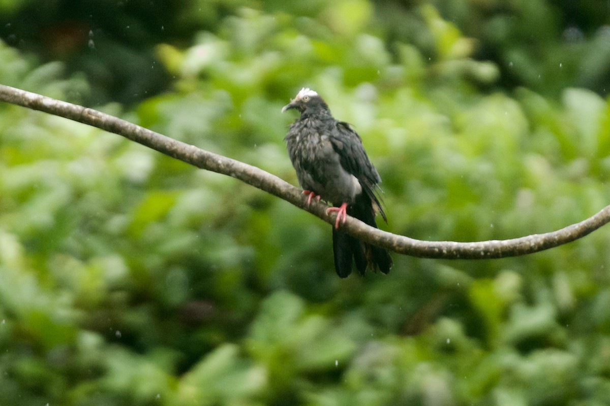 White-crowned Pigeon - ML608739966