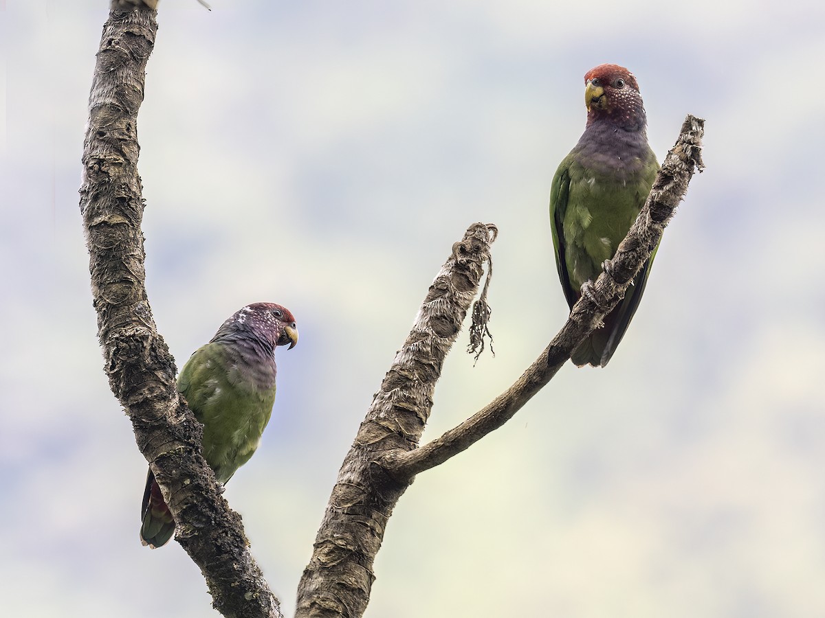 Speckle-faced Parrot - ML608740100