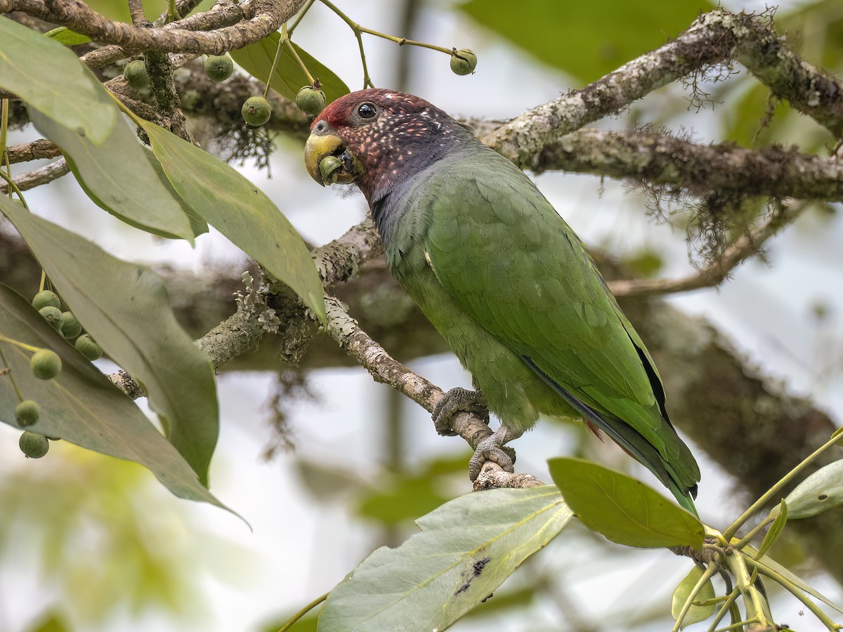 Speckle-faced Parrot - ML608740101