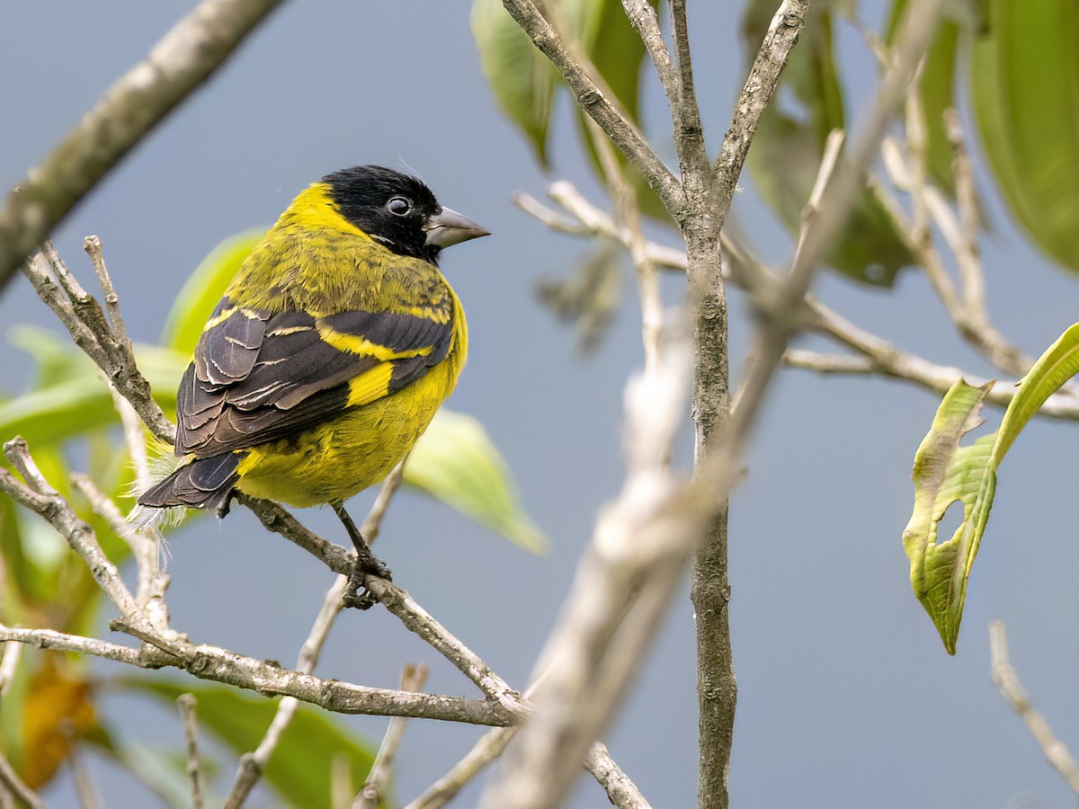 Olivaceous Siskin - ML608740174