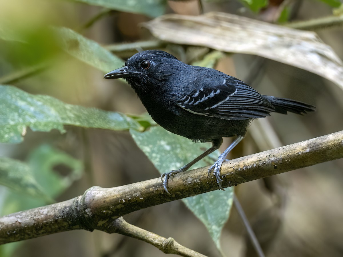 White-lined Antbird - ML608740508