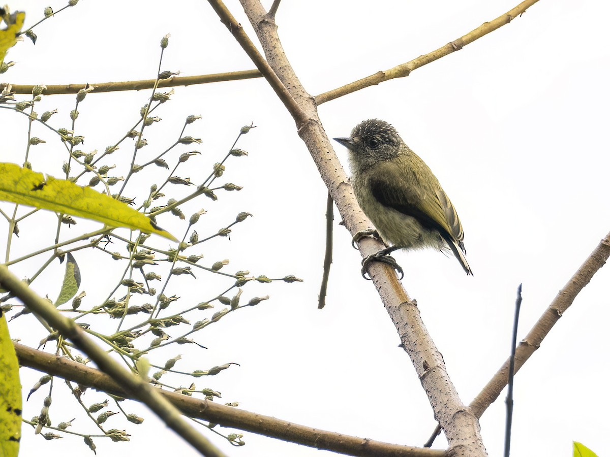 Fine-barred Piculet - ML608740558
