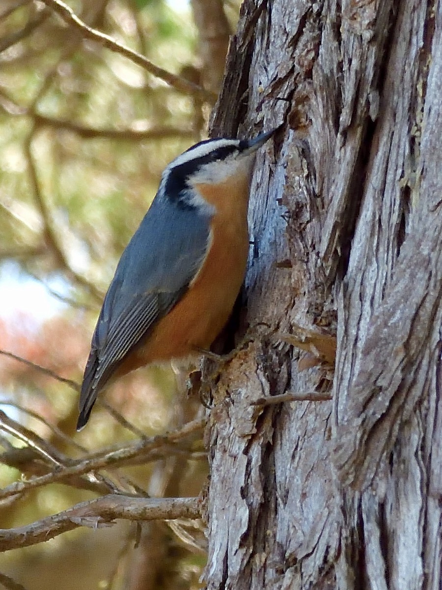 Red-breasted Nuthatch - ML608740730