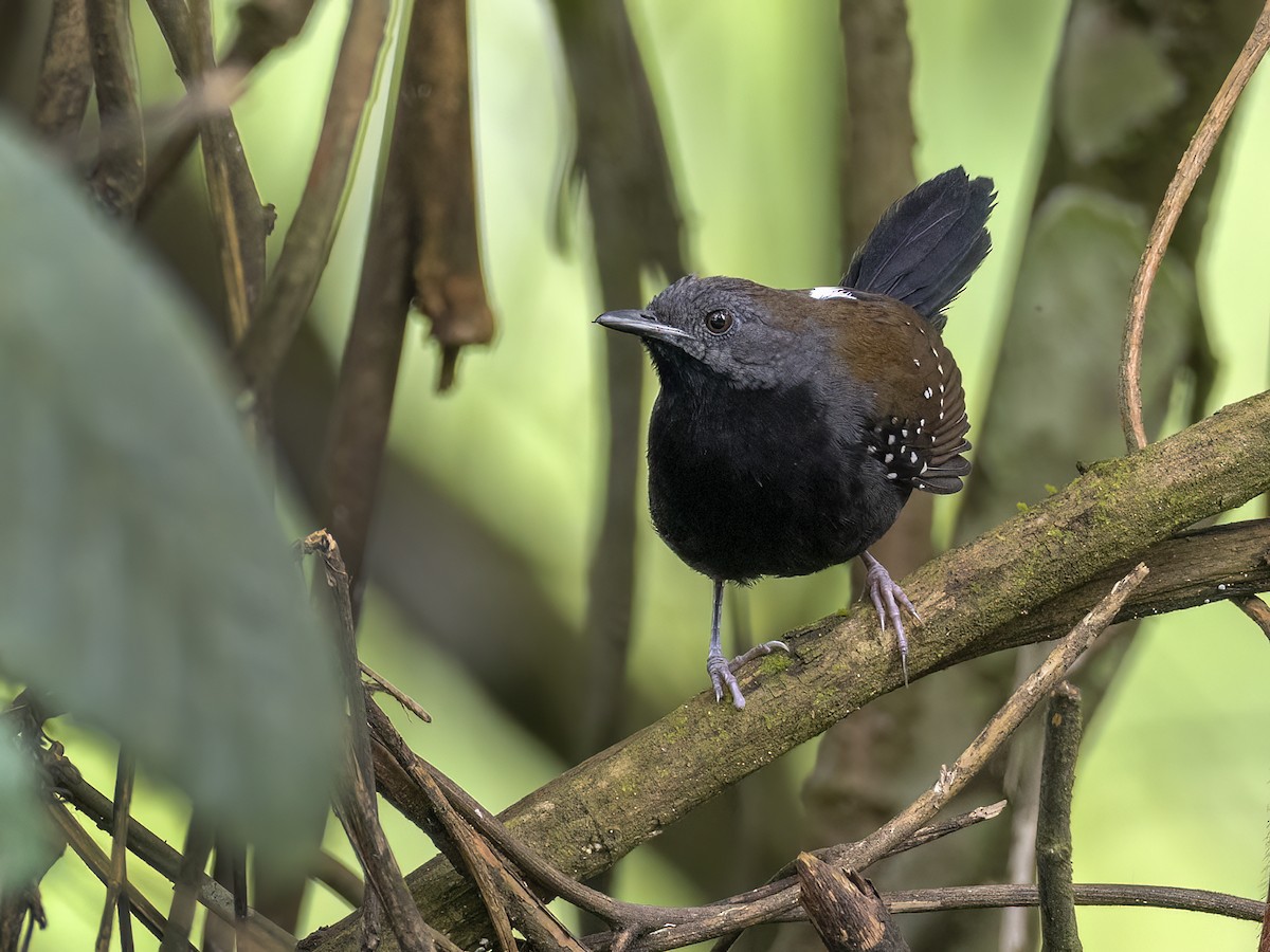 Black-throated Antbird - ML608740826