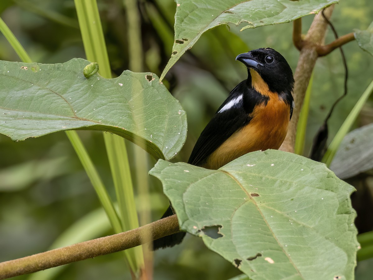 Yellow-crested Tanager - ML608740945