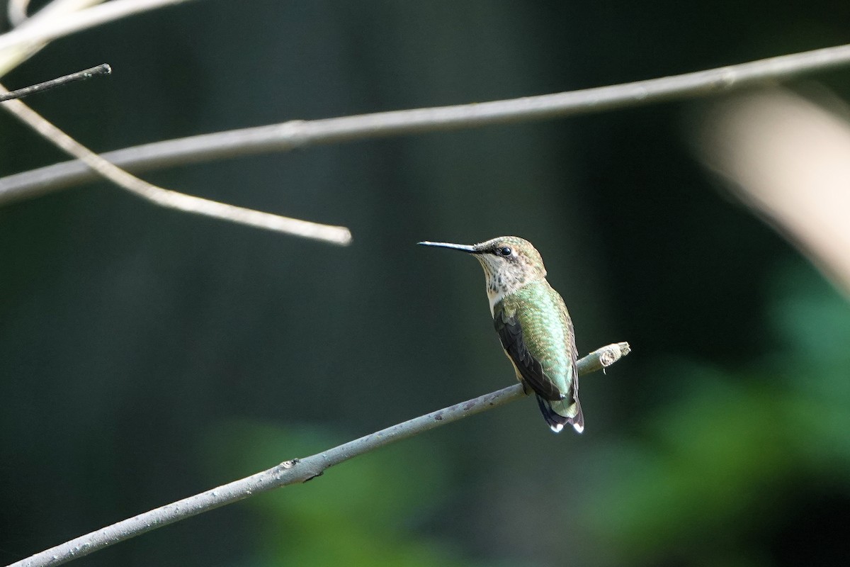 Ruby-throated Hummingbird - Diana Spangler