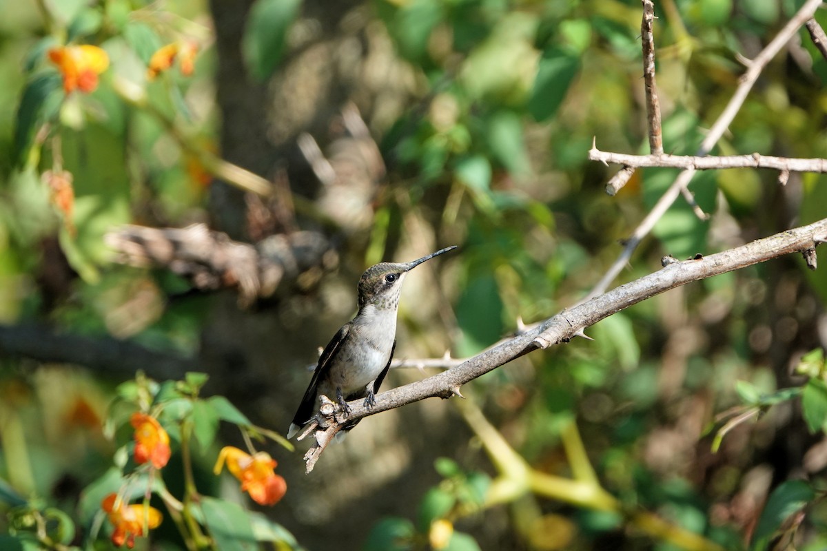 Ruby-throated Hummingbird - ML608741128