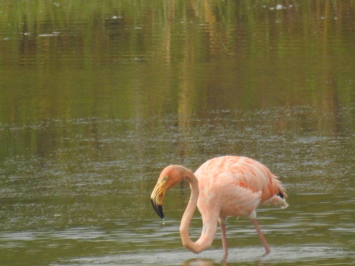 American Flamingo - Lisa Scheppke
