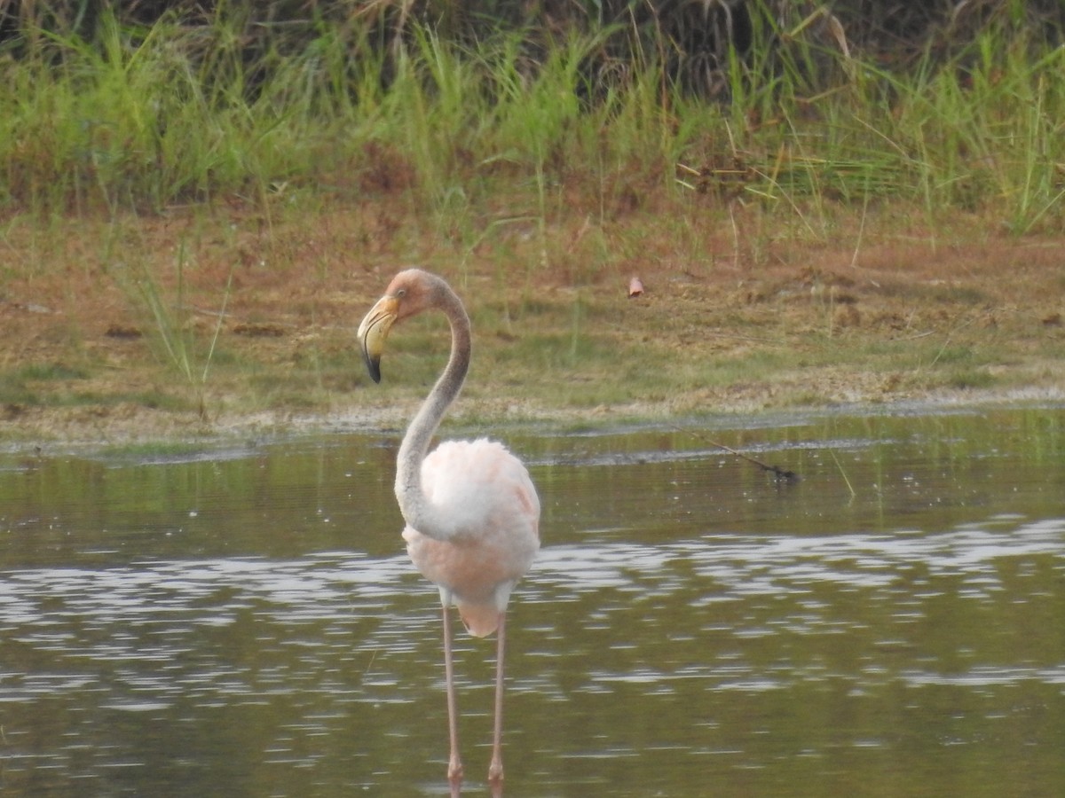 Amerika Flamingosu - ML608741214