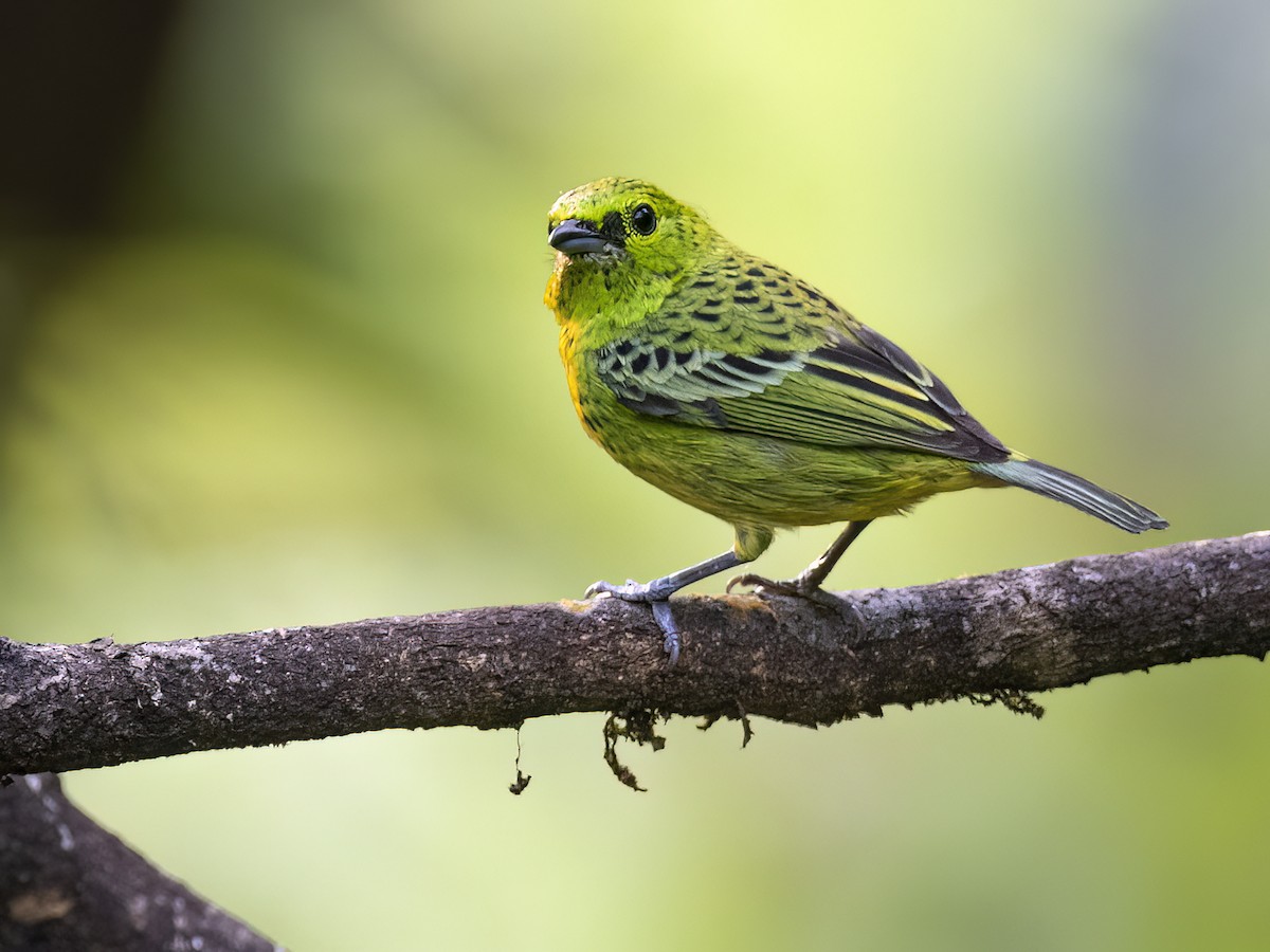 Yellow-bellied Tanager - ML608741238