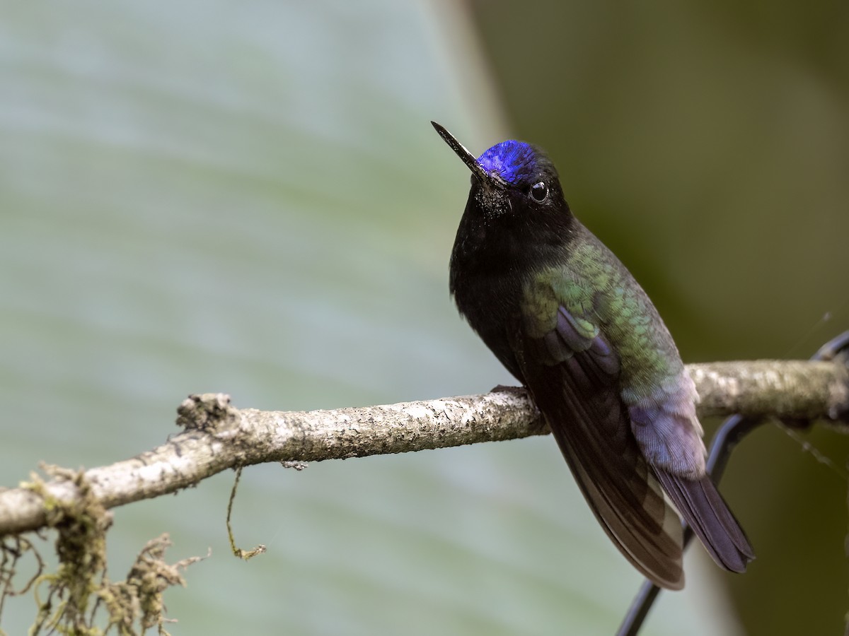 kolibřík modročelý - ML608741310
