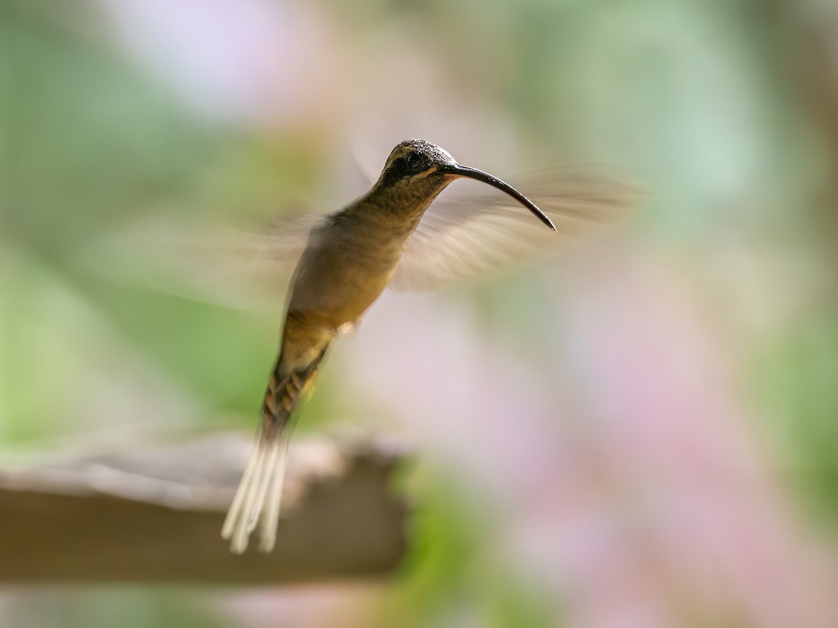 kolibřík dlouhozobý - ML608741353