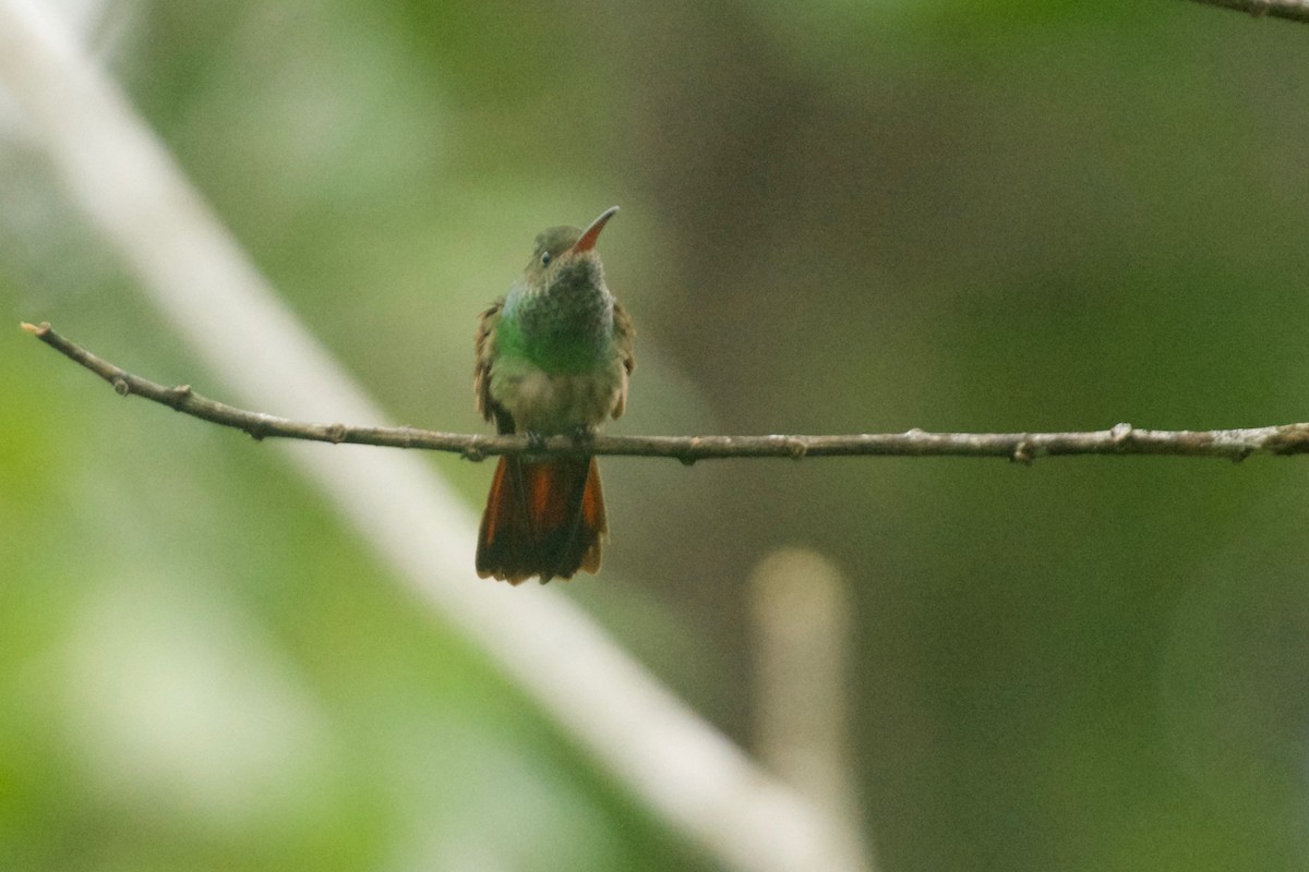 Rufous-tailed Hummingbird (Escudo) - ML608741649