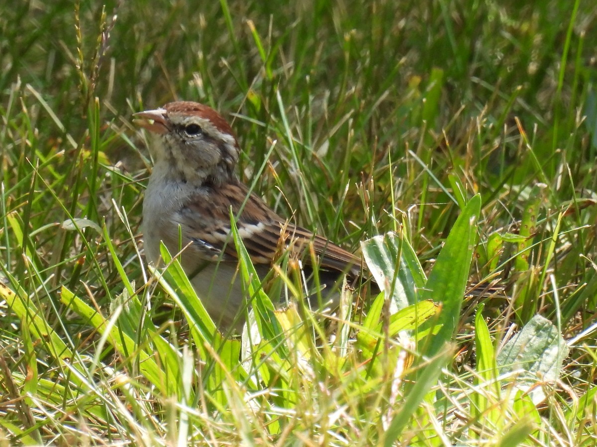 Chipping Sparrow - ML608741806