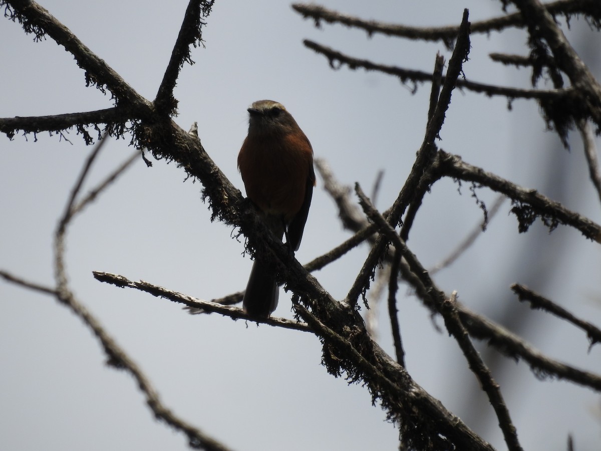 Brown-backed Chat-Tyrant - ML608741864