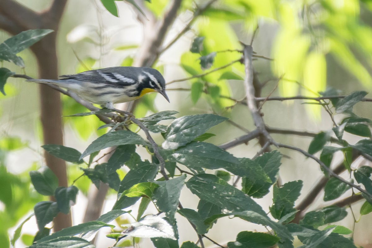 Yellow-throated Warbler - ML608742182