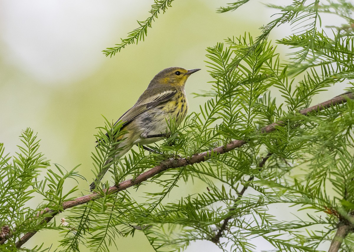 Cape May Warbler - ML608742282
