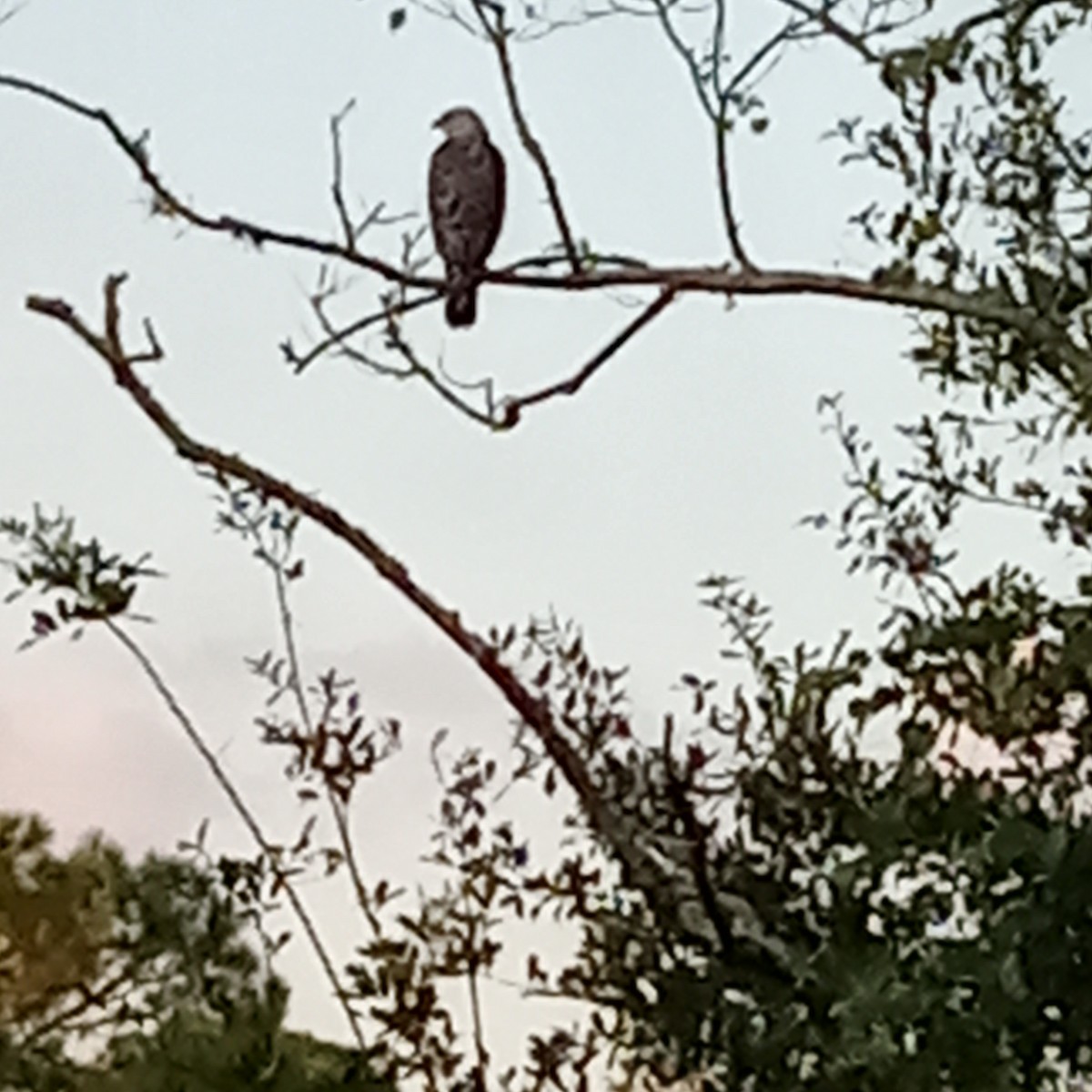 eBird Checklist 11 Sep 2023 Northdale Lake Park Trail 13 species