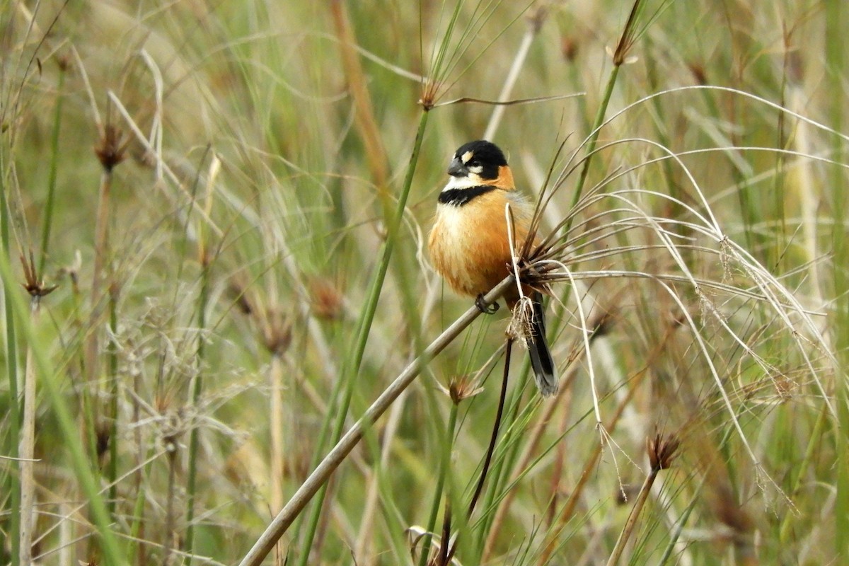 Rusty-collared Seedeater - ML608742938