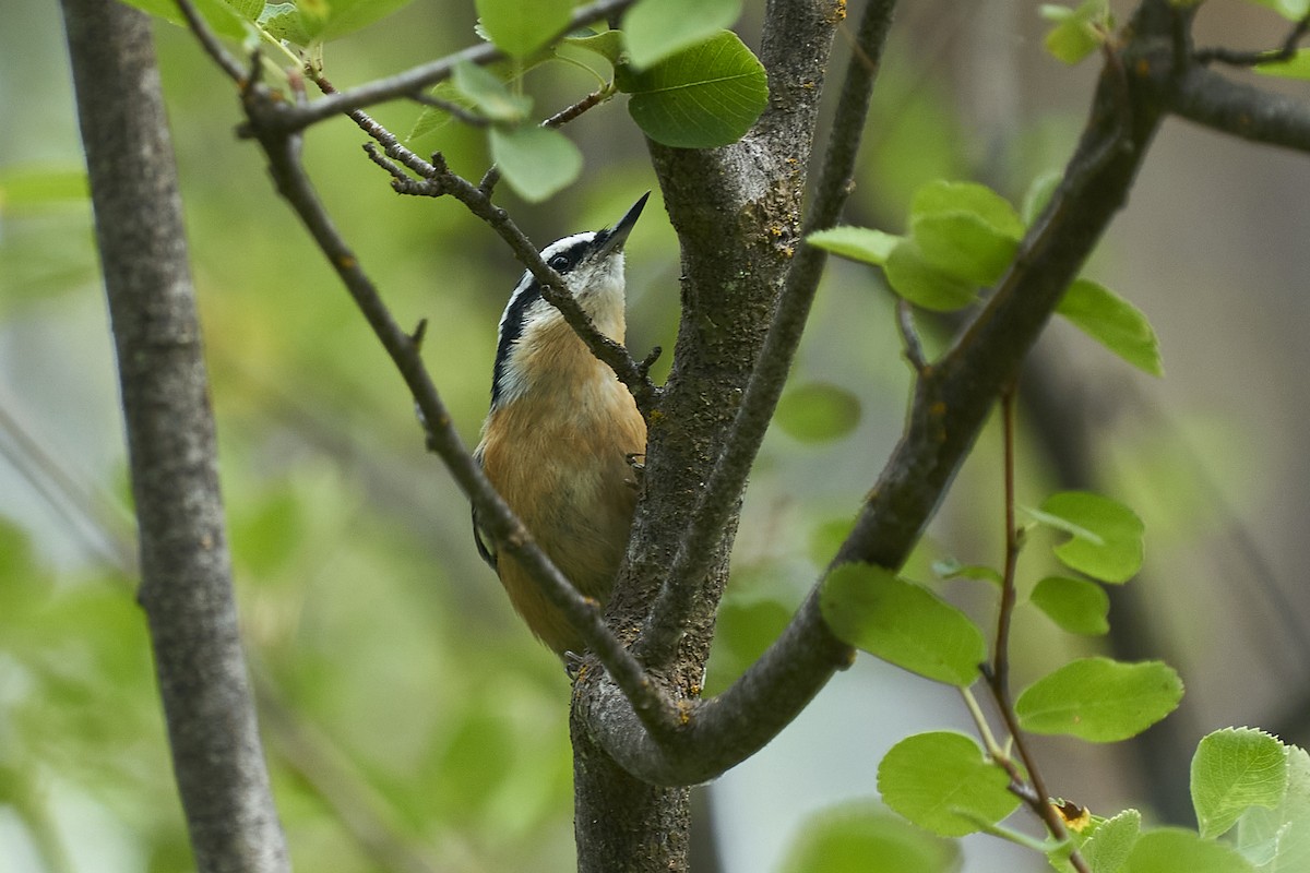 Red-breasted Nuthatch - ML608743633