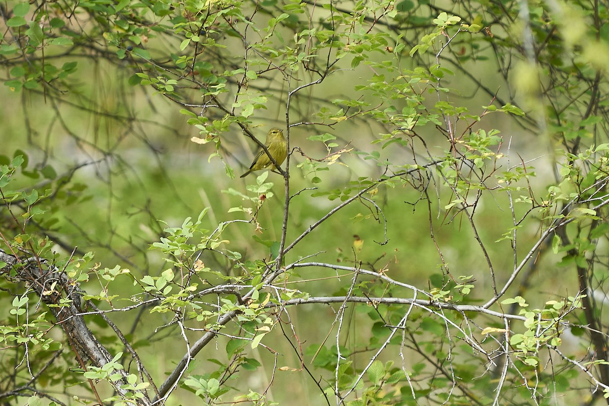 Orange-crowned Warbler - ML608743694
