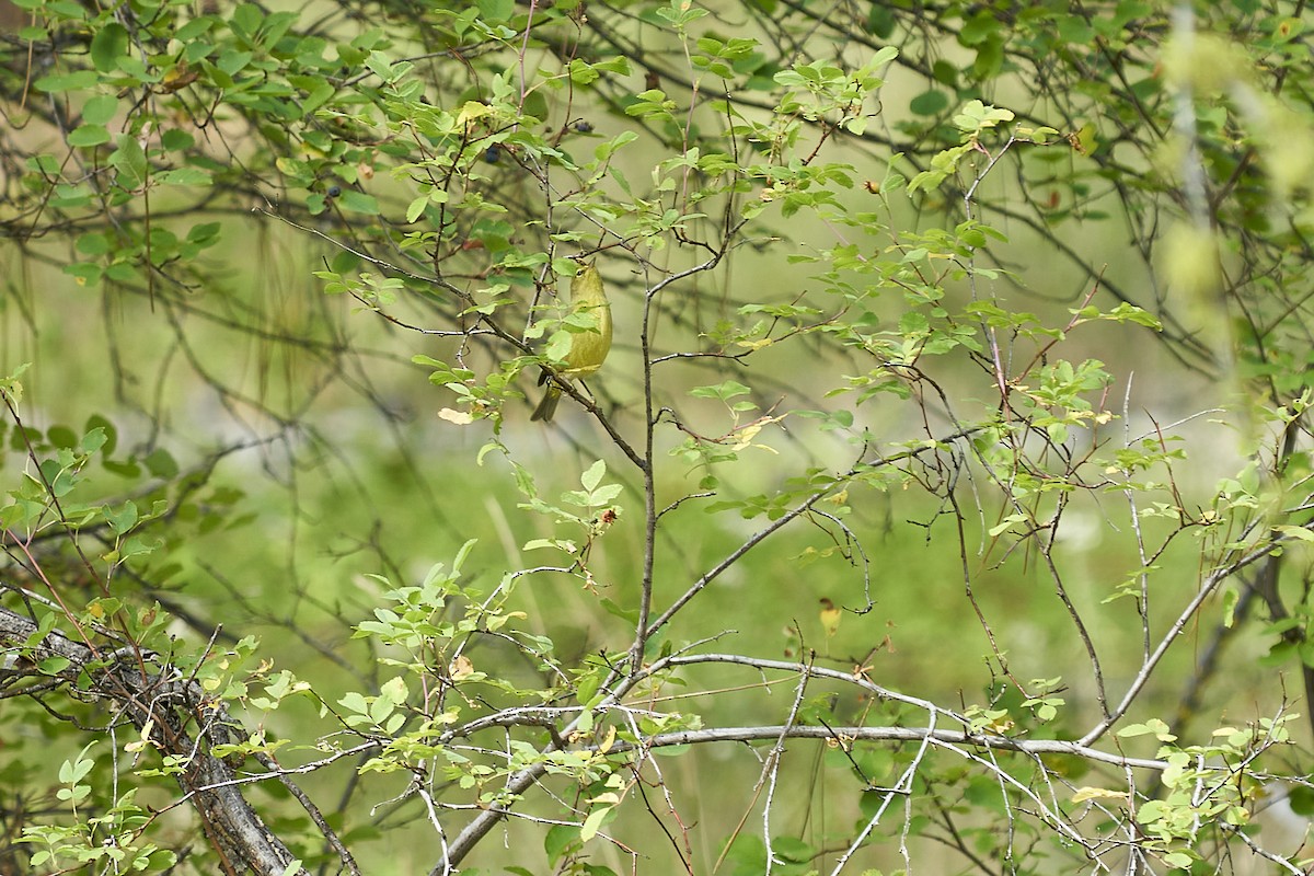 Orange-crowned Warbler - Jack Williamson