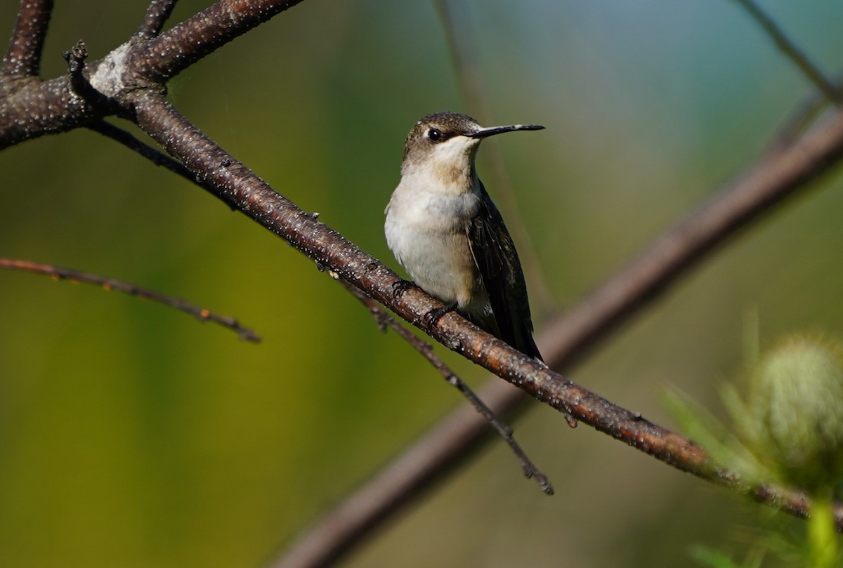 eBird Checklist 8 Sep 2023 Great Smoky Mountains NPCades Cove
