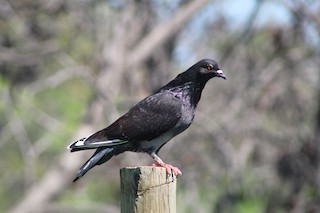 Rock Pigeon (Feral Pigeon), ML608744517