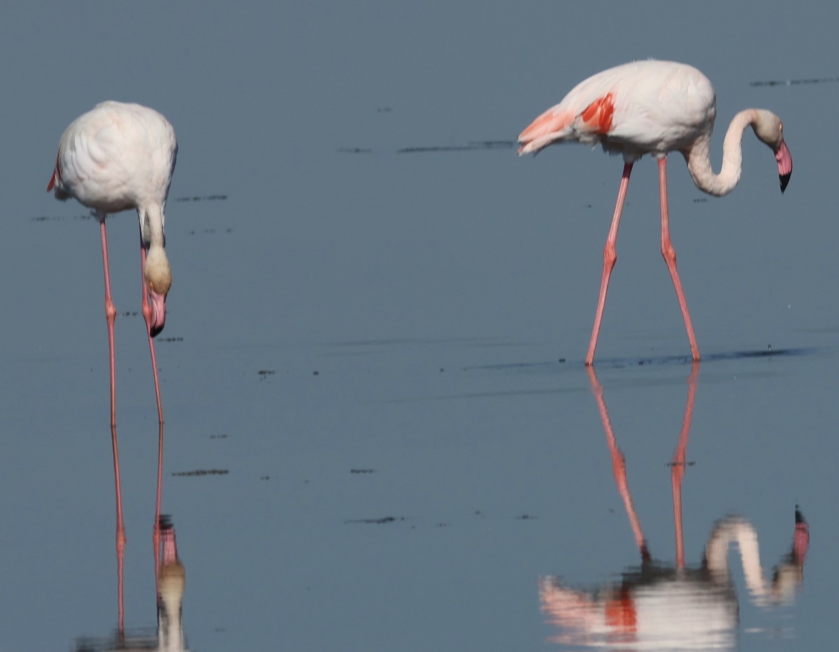 Greater Flamingo - Hanan Jacoby