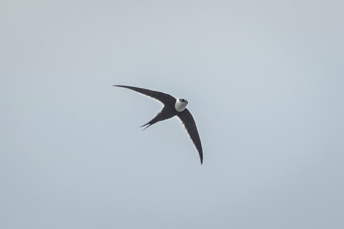 Great Swallow-tailed Swift - ML608745514