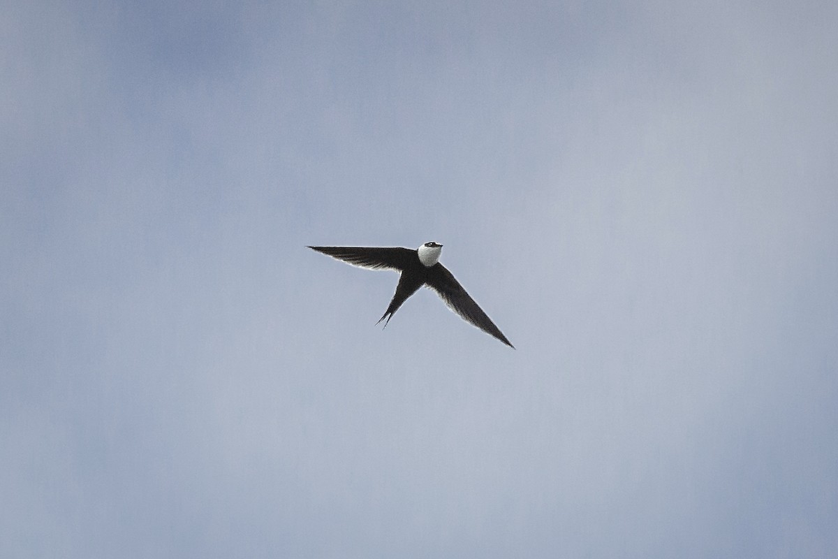 Great Swallow-tailed Swift - ML608745515