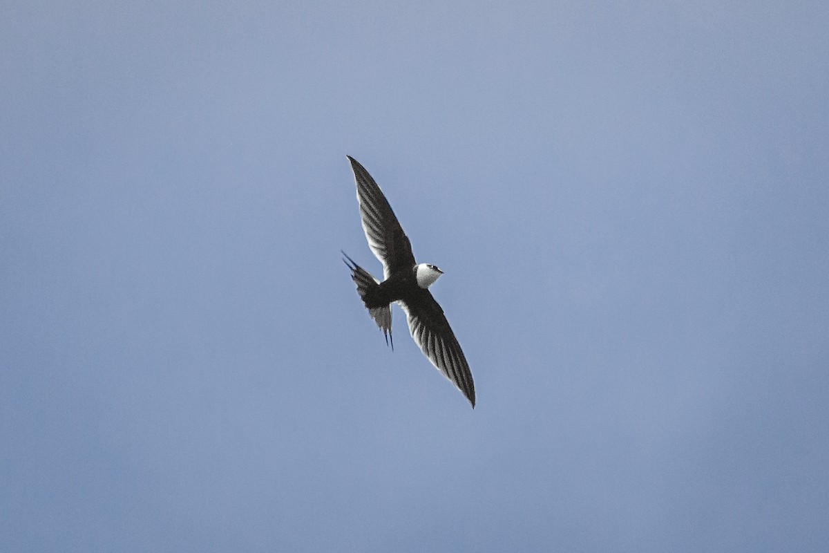 Great Swallow-tailed Swift - Enrique Mejía