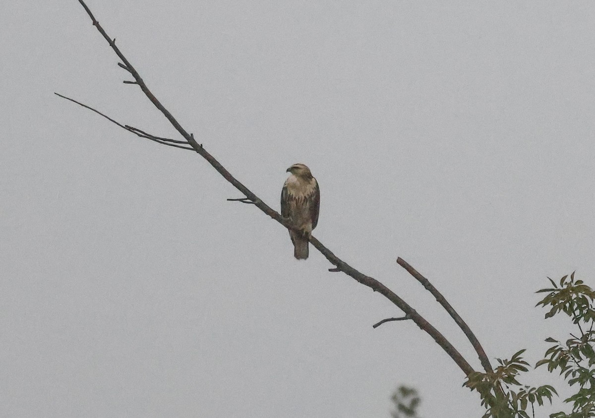 Red-tailed Hawk - ML608745880