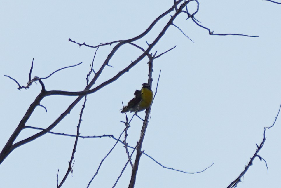 Yellow-breasted Chat - ML608746875