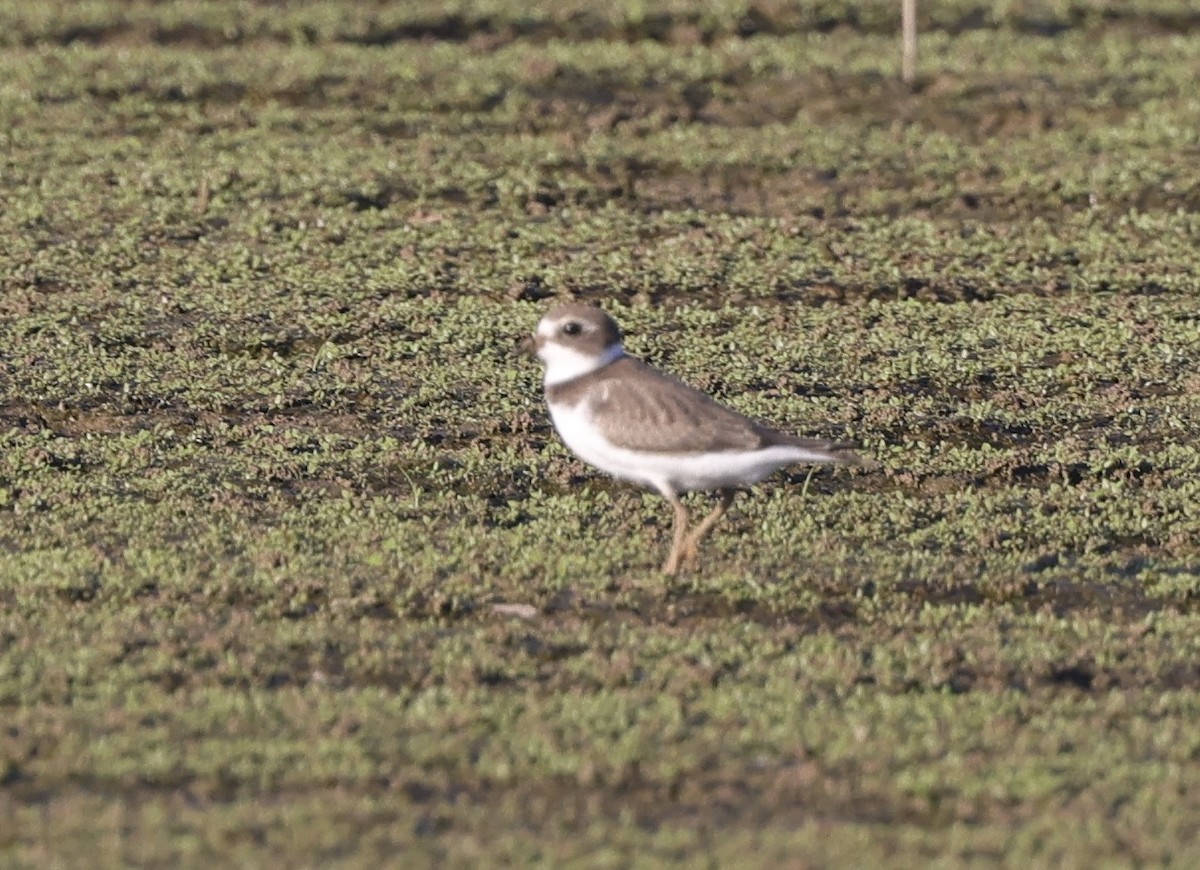 Semipalmated Plover - ML608746937