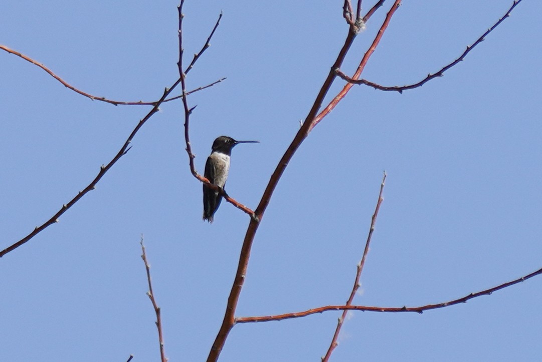 Black-chinned Hummingbird - ML608747165