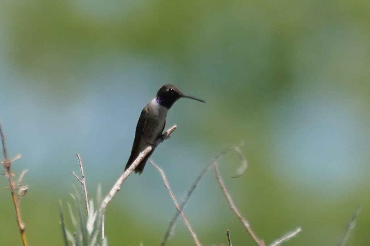 Black-chinned Hummingbird - Cameron Eckert