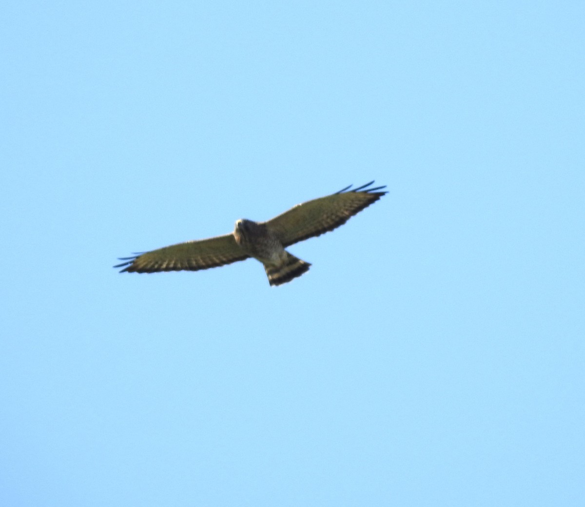 Broad-winged Hawk - ML608747177