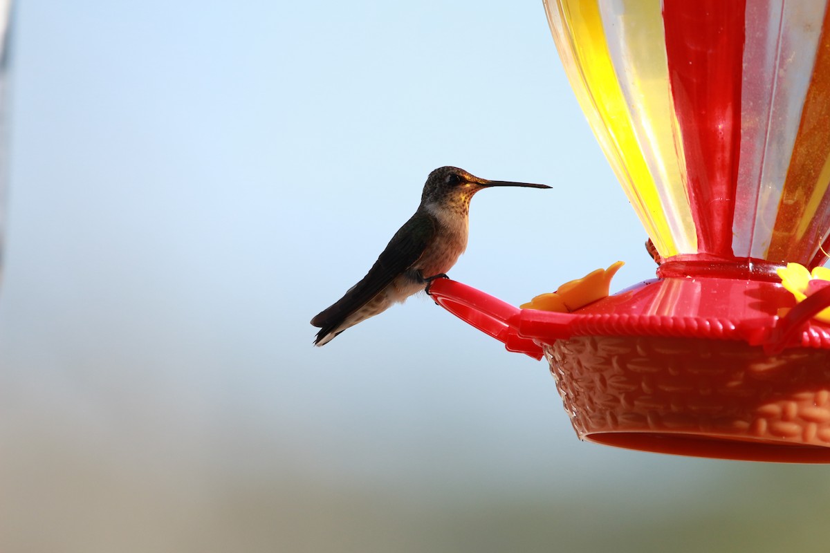 Black-chinned Hummingbird - ML608747733