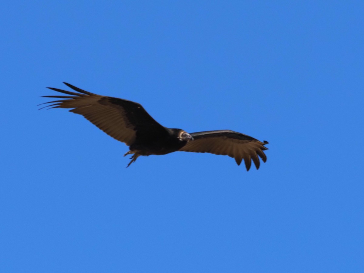 Turkey Vulture - ML608747895